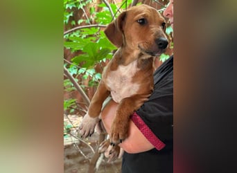 Mandy, geboren 25.03.2025, 29cm sucht ihr Zuhause