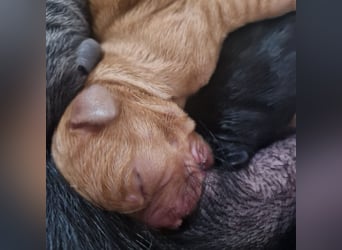 Labradorwelpen
