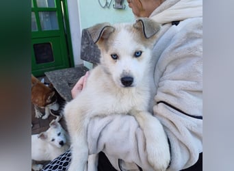 Akita-Husky Welpen