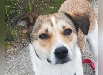 ♥JUPPI♥ auf Pflegestelle in Köln -wunderschöner, aufgeschlossener, unkomplizierter aktiver Rüde 44cm