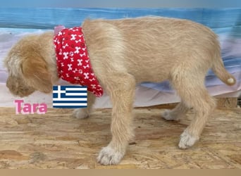 Tara, geb.01/25 - aufgeschlossenes Hundemädchen sucht ihre Familie
