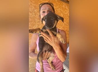  Zauberhafter Djoko sucht sein Für-immer-Zuhause oder eine Pflegestelle ab dem 06.09.2025 