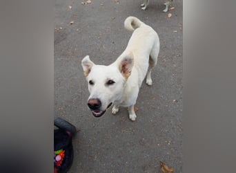White Bear sucht ein Zuhause