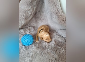 Maltipoo Welpen