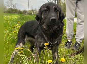 Mischling♥Monty♥ dein Freund fürs Leben