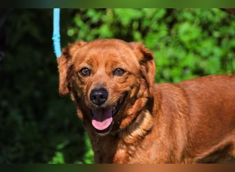 Amora, Mix Dackel / Pinscher, lieb und verträglich