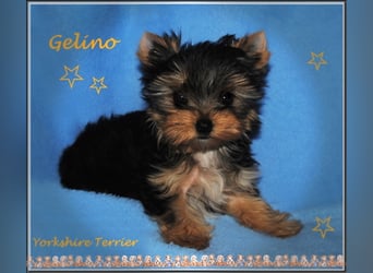 Yorkshire Terrier Welpen -verschiedene Farbgebungen u. Größen