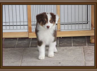 Australian Shepherd - Traumwelpen -KEINE Arbeitslinie-aus langjähriger Familienaufzucht.