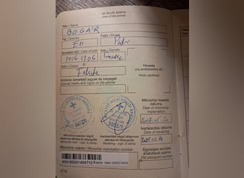 Augusztina VA – liebevolle Puli-Hündin sucht neues Glück