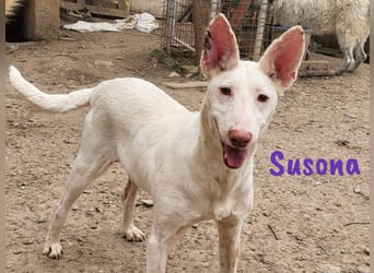 Susona 01/2023 (ESP) - zauberhafte, verschmuste und außergewöhnliche Podenca!