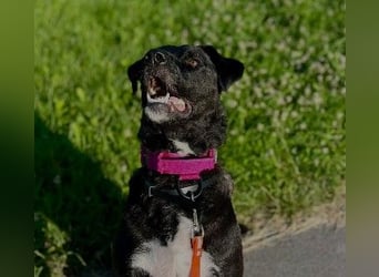Oreo sucht sein Für-Immer-Zuhause