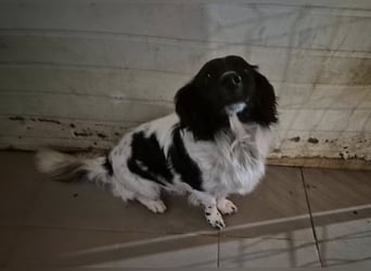 Rüde 117235 sucht sein neues Zuhause