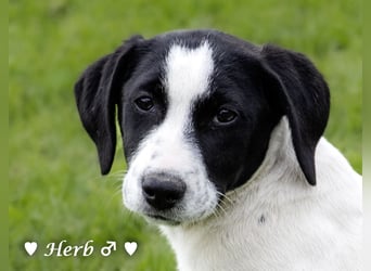 Holly, Hank, Harold und Herbie suchen ab sofort ein Zuhause