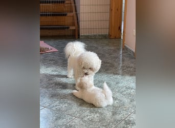 2 wunderschöne Bichon Frise Welpen im Teddylook