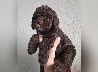 Lagotto Romagnolo Hündin mit LRWD e.V./ VDH Papieren