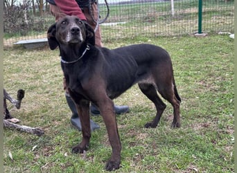 Dolly, geboren 30.12.2015, 60cm sucht ihr Zuhause (auf Pflegestelle in Deutschland)