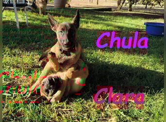 Chula geb. 04/2025 (ESP) - sportliche und aktive Malinois Welpin!