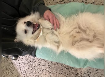 Louie SR – Ein kleiner Spitz mit großem Herz sucht sein Zuhause