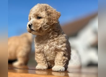 Rarität. Echte Teddybär Maltipoo Welpen in tollem Apricot abzugeben. Malteser/Pudel
