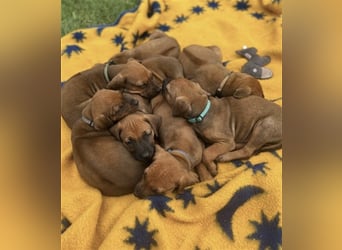 Reinrassige Rhodesian Ridgebackwelpen suchen ein liebevolles zu Hause