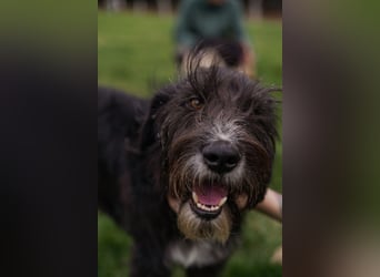 Harley ist ein Hund mit besonderen Bedürfnissen, der ein Zuhause sucht.