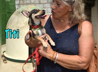 Titi geb. 03/2023 (ESP) - fröhlicher und liebevoller, kleiner Chihuahua-Mix!