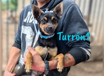 Turrón1 11/2023 (ESP) - sympathischer und aufgeschlossener, kleiner Pinscher-Mix!