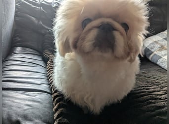 Pekinese Welpe