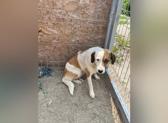 FINA, Hündin, 2,5 Jahre, 40 cm, Mischling, Tierschutz