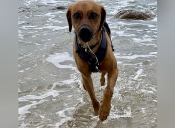Zuhause voller Liebe für Lou gesucht