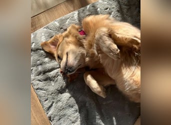 Lebensfrohe EMMY sucht gemütlichen Kuschelplatz