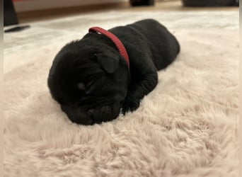 Reinrassige Labrador Welpen in foxred und schwarz