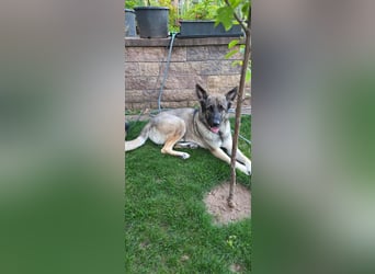 1 Schweitzer Deutscher Schäferhund DDR Linie sucht seinen Herzmenschen