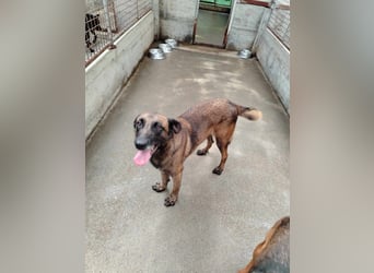 Ria aktive Malinois Mischlingshündin Mischling Hündin sucht Zuhause oder Pflegestelle