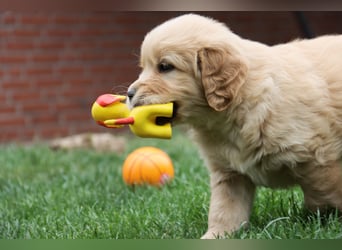 Golden Retriever Welpen vom Thüringer Wald