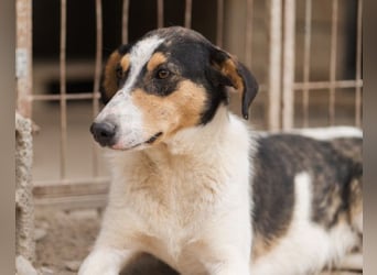 Dino ❤️ aufgeweckter, lieber Traumhund