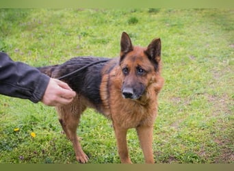 SANCHO - der hübsche Rüde sucht hundeerfahrene Menschen, die ihn artgerecht beschäftigen + auslasten