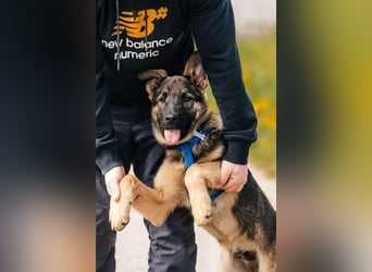 Verspielter Floppi sucht seine Menschen