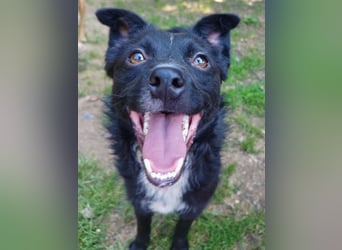 Verspielter ELVIS- sucht Zuhause für immer