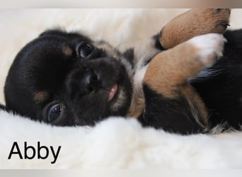 Reinrassige Chihuahua Welpen Kurzhaar