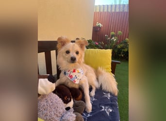 Rudi SR – Süßer Spitz-Junghund sucht seine Menschen