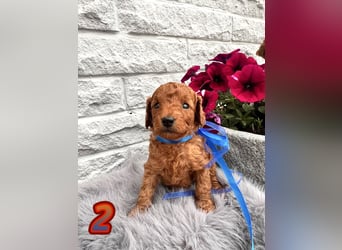 Wunderschöne Cockapoo/Cockerpoo Welpen