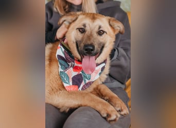 Hundemädchen Mila sucht Familie
