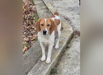 Fiete - freundlicher, sozialer Beagle Mix Rüde / Dringend Pflegestelle oder Zuhause gesucht