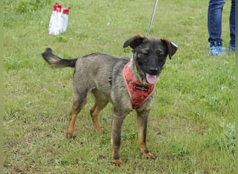 Liebe Nala sucht eine neue Familie