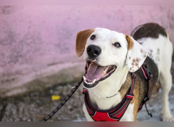 ARCHIE - Ein Hund für alle Lebenslagen!