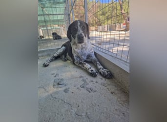 Zuckersüßer Oldie BABIS sucht eine eigene Familie!