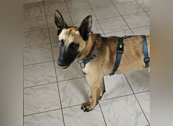 Vito sucht seinen Menschen