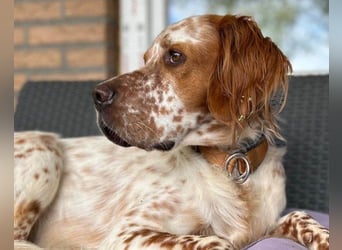 Lieber Setter ♥Luca♥ in 84513 Töging