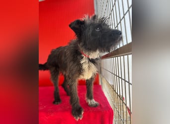 Ficko, Schnauzer-Mix, Rüde, geb. am 18.01.2024, 45 cm